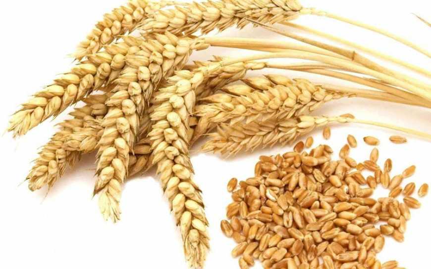 Передпосівна обробка насіння озимої пшениці: ефективність застосування композиції ризобактерій