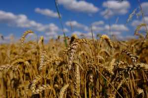 Технологічні особливості вирощування ярої пшениці