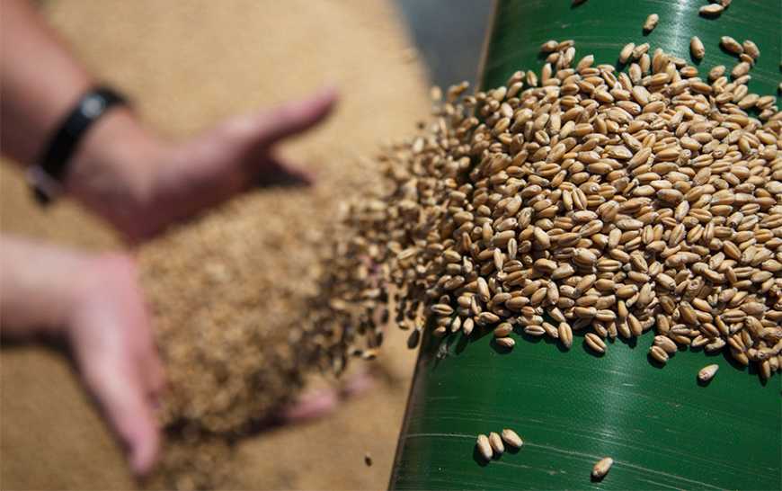 Жнива-2020: на Сумщини завершено збирання ранніх зернових та зернобобових культур