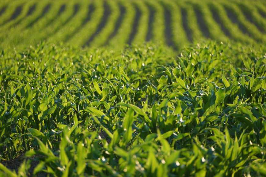 Адаптація технології вирощування кукурудзи до кліматичних змін