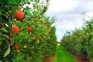 Захист яблуневого саду