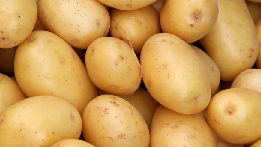 «Картопляна майстерня» розкриває секрети успішного виробництва