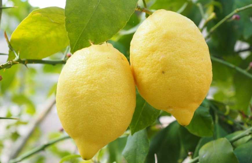 У теплицях на Хмельниччині вирощують лимони та ківі