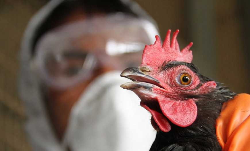 В Україні функціонує багаторівнева система контролю за грипом птиці, – Держпродспоживслужба