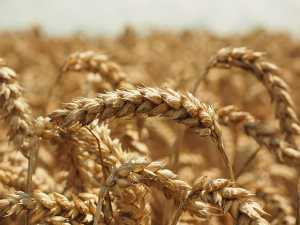 Озима пшениця: зібрати якісне зерно