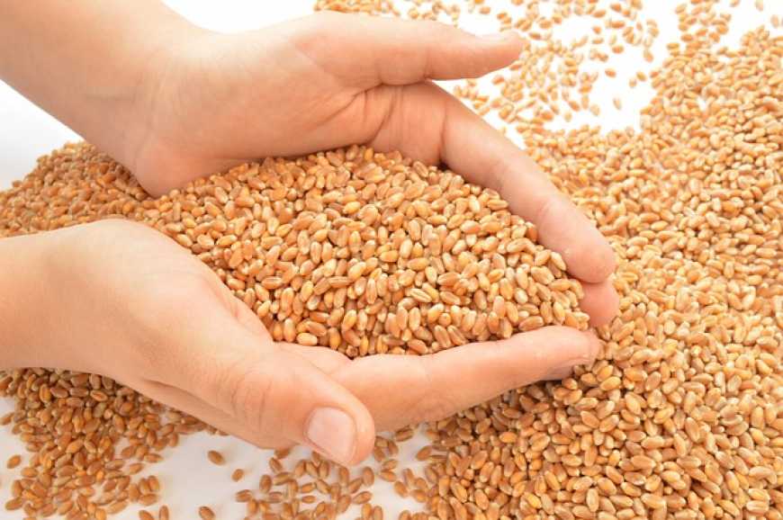 Україна має менші запаси пшениці, ніж торік