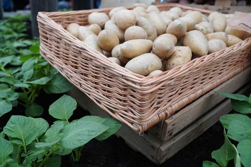 Експерти прогнозують зниження цін на картоплю