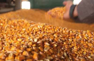 МЕРТ підтвердив свій прогноз з виробництва кукурудзи
