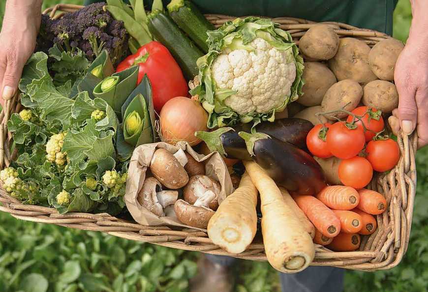 Господарство на Сумщині вже 15 років вирощує органічні овочі