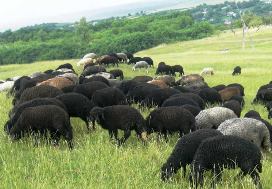 Нова генерація овець на Буковині