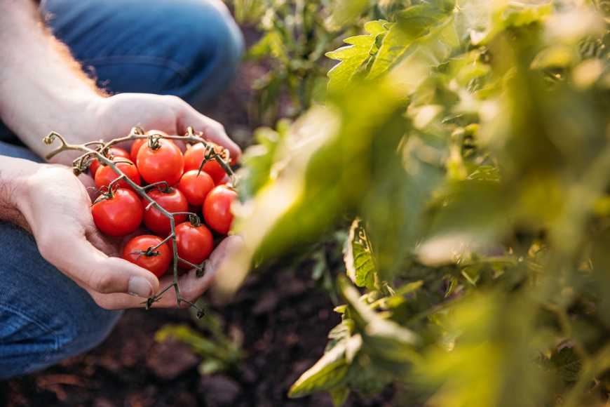 Зі стебел помідорів почали виготовляти екологічне пакування