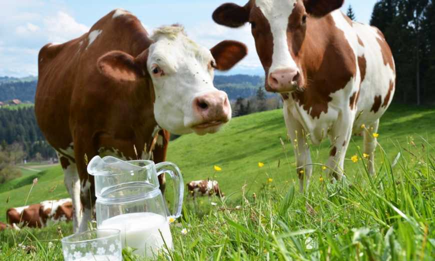 У першій половині серпня ціна на молочну сировину продовжила зростати