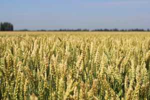 Урожайність і вміст протеїну в сортів і ліній пшениці м’якої ярої, тритикале й ячменю ярого