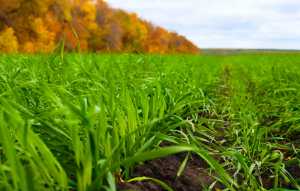 Сухий старт: чи допоможуть рідкі добрива під час сівби насіння озимих культур за умов гострого дефіциту вологи в ґрунті