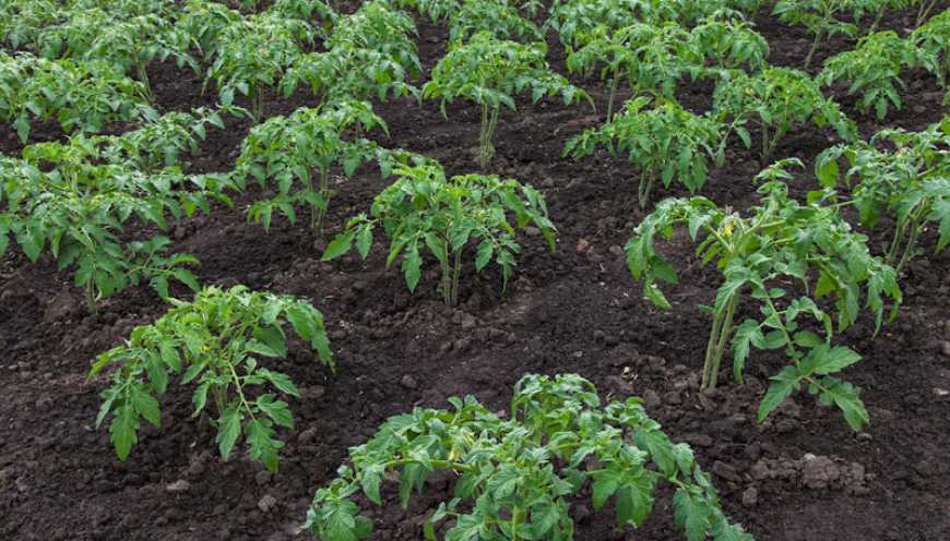 Технологія захисту у вирощуванні помідорів у відкритому ґрунті