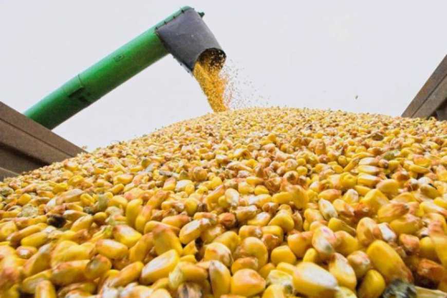 Жнива-2021: Вінниччина увійшла в топ-3 областей країни за врожайністю зернових культур