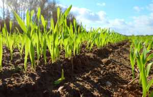 Ключові моменти агротехніки ранніх ярих зернових культур