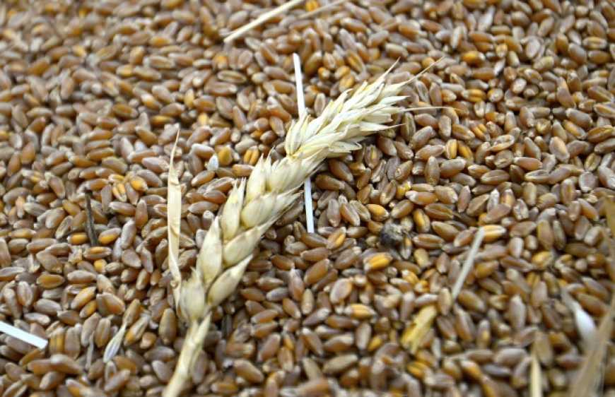 Мінекономіки до липня вирішить, чи обмежувати експорт пшениці