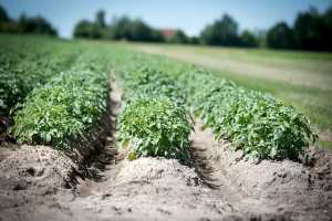 Картоплярство: особливості техніки і технології