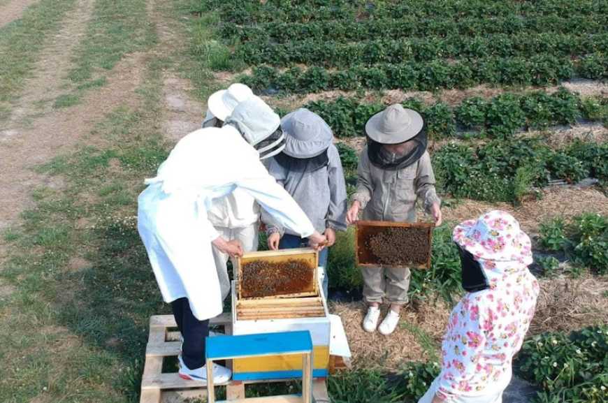 Леонора Адамчук: «Частина фермерів взагалі не розуміють ролі бджолозапилення»