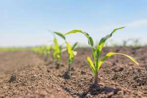 Міфи в гербіцидному захисті кукурудзи