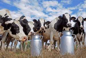 Доїльна техніка: між коровою і бідоном молока