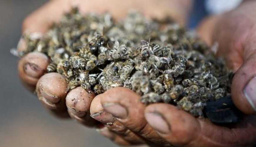 На Берегівщині масово гинуть бджоли