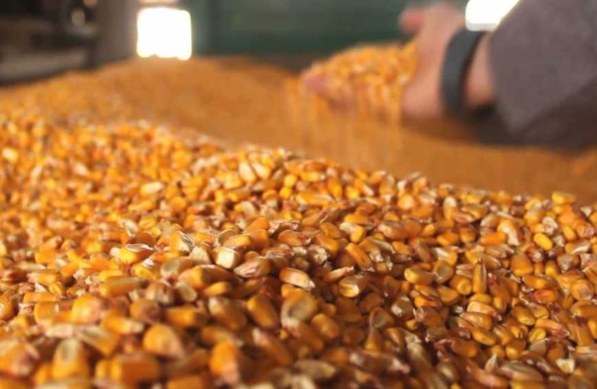 В портах України знову піднялася вартість кукурудзи