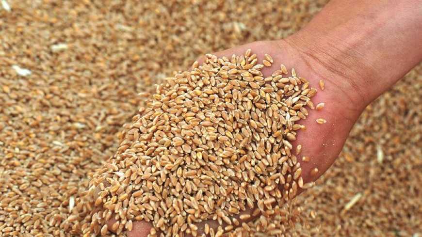 На Одещині очікується істотне зростання врожаю зернових