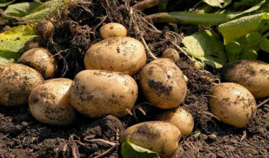 Українські гібриди картоплі здатні давати врожай близько 100 т/га