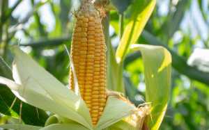 Мікориза для здорової кукурудзи