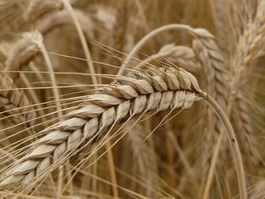 В Україні зменшується виробництво жита