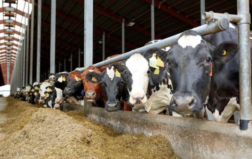 Ефективність годівлі молочних корів: що варто взяти до уваги