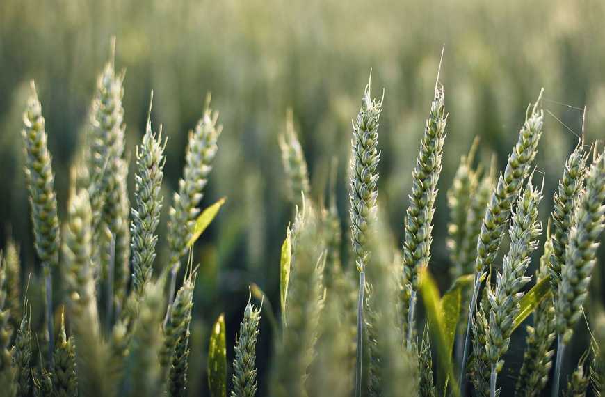 Озимі зернові — актуальні справи