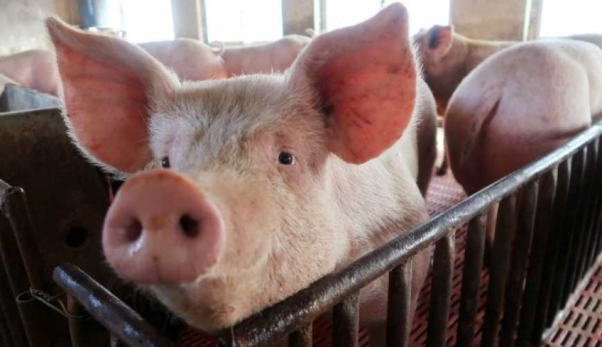 KSG Agro збільшив обсяг реалізації свиней на 41%
