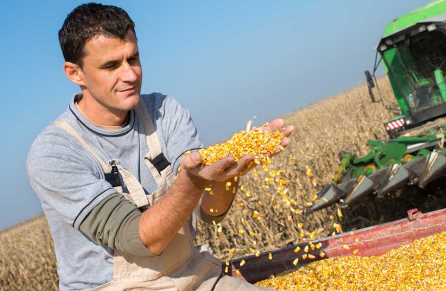 Вирощування насіння кукурудзи в Південному степу України