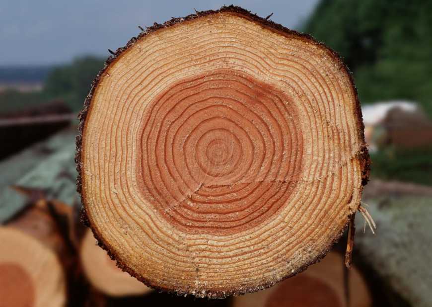 В Україні відкрили дані про ціни на деревину