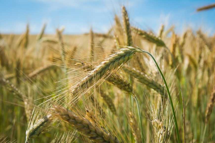 Аграрії України повертаються до вирощування жита