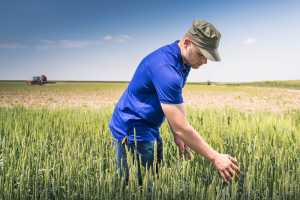 Позакореневе підживлення: ефективний спосіб підвищення врожайності пшениці озимої