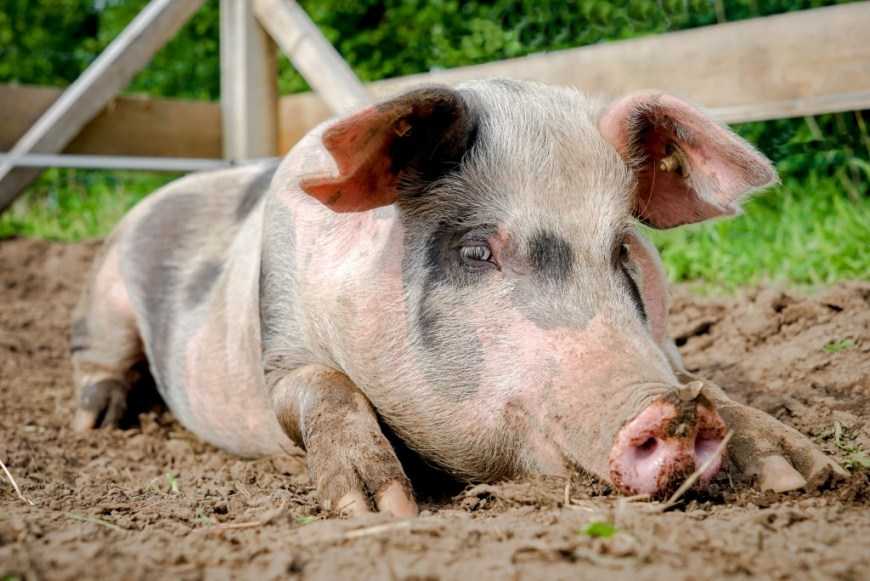 Поголів’я свиней у присадибному секторі України встановило новий антирекорд, – АСУ