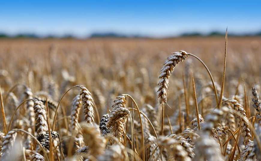 В Україні спостерігається досить великий розрив між цінами на фуражне та продовольче зерно, – експерт