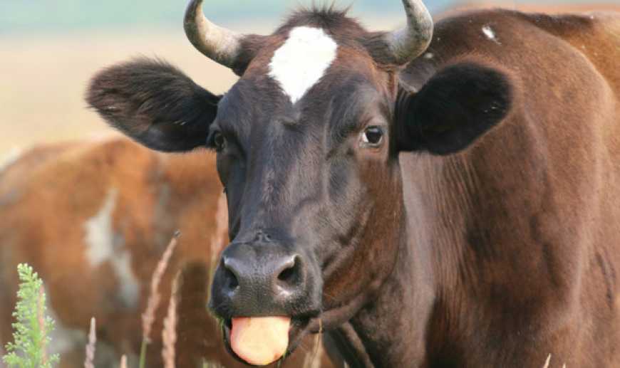 За десять місяців поточного року Україна втратила істотну частку поголів’я корів