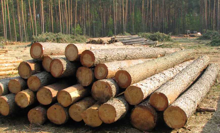 Ліс-кругляк з України везуть до ЄС під виглядом «паливної деревини»