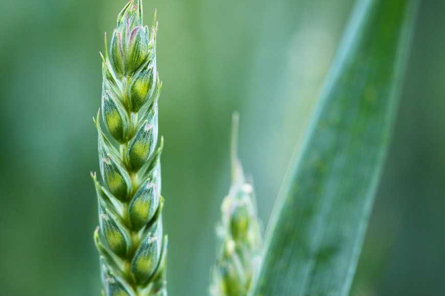 Як отримувати гідні врожаї озимої пшениці в умовах дефіциту вологи та суховіїв