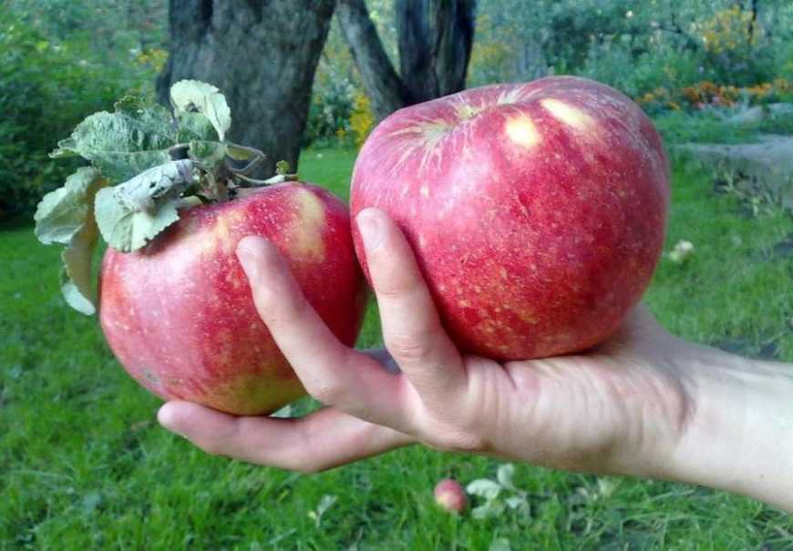 Українське яблуко почало дешевшати