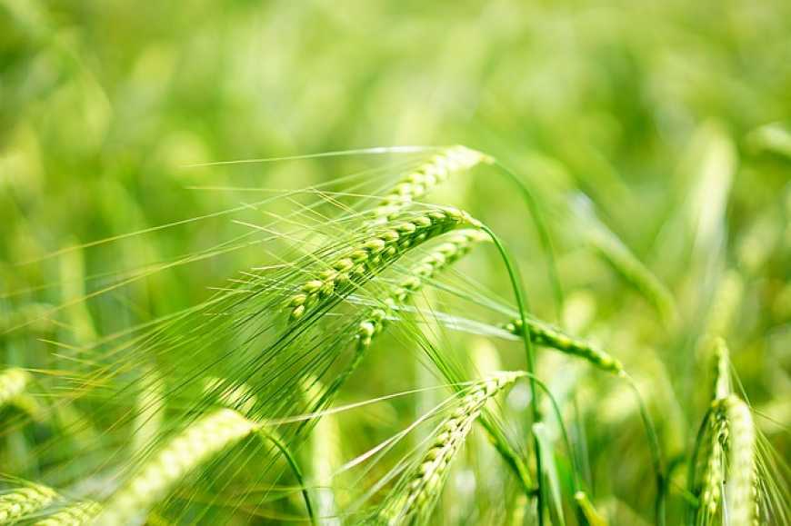«Зеон-технологія» в інсектицидному захисті зернових колосових культур