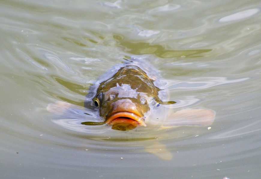 У Каховське водосховище вселено майже 7 тонн риби
