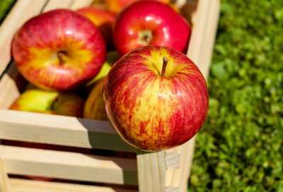Українські яблука одні з найдешевших серед країн регіону