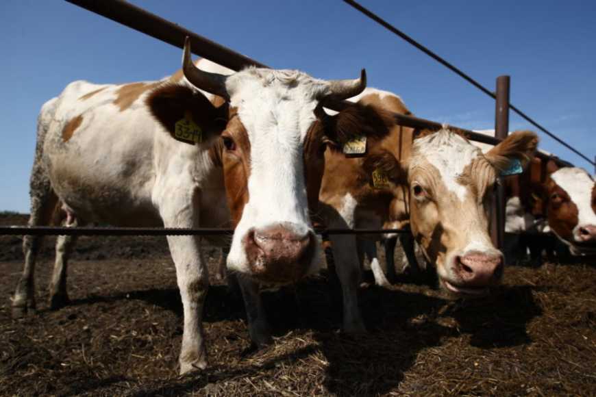 Катарська компанія планує побудувати в Україні молочну ферму