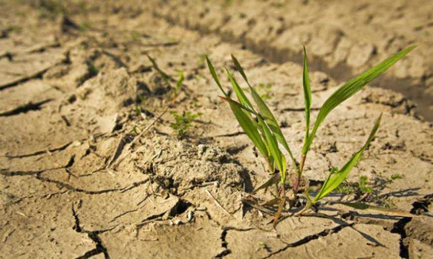 Посуха вже забрала щонайменше 10% врожаю, – Інститут аграрної економіки
